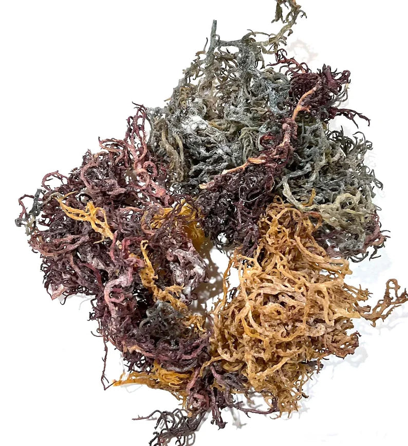 Wildcrafted Sea Moss